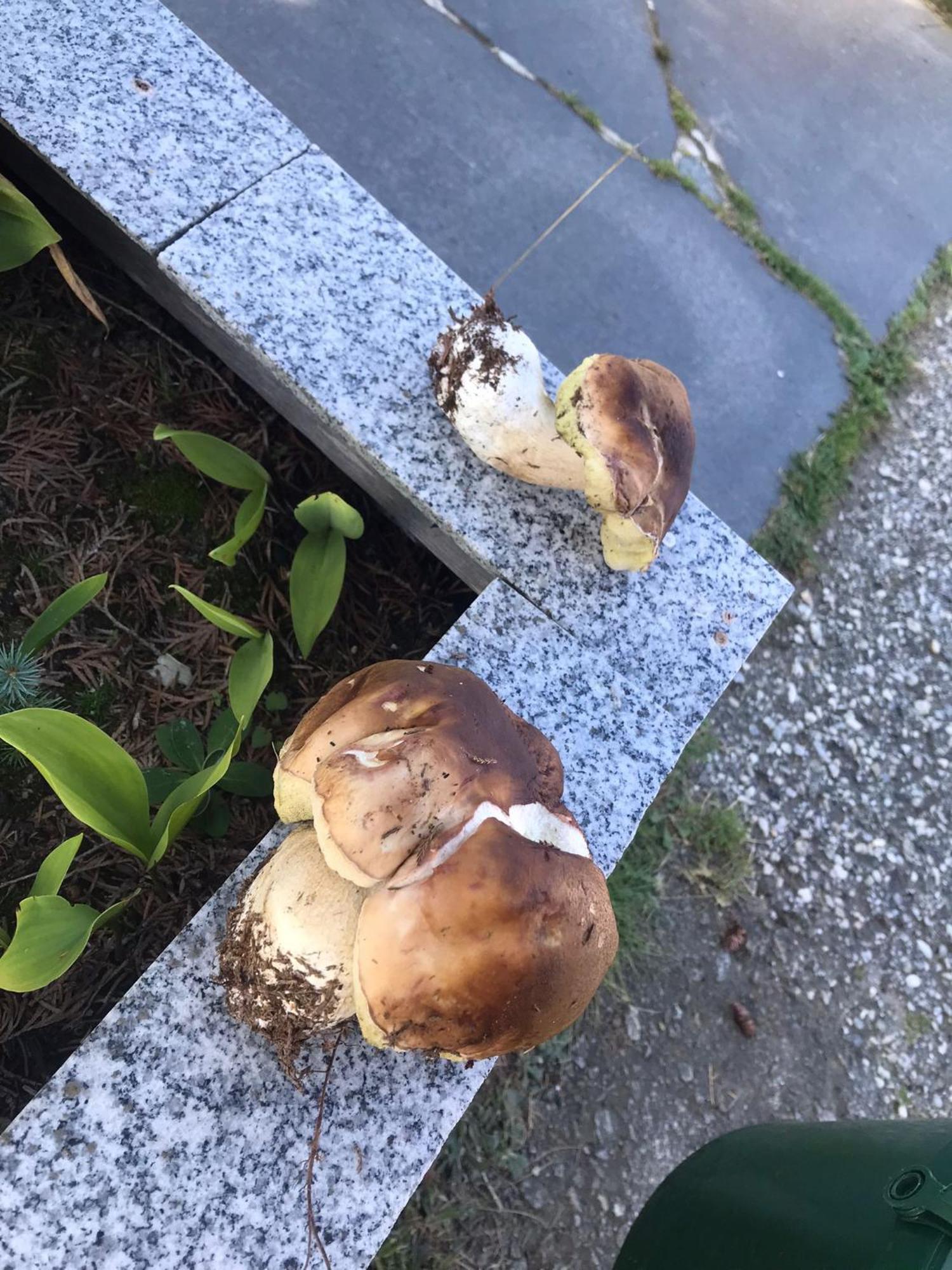 Zur Neuen Post Landgasthof Herzogsreut Eksteriør billede